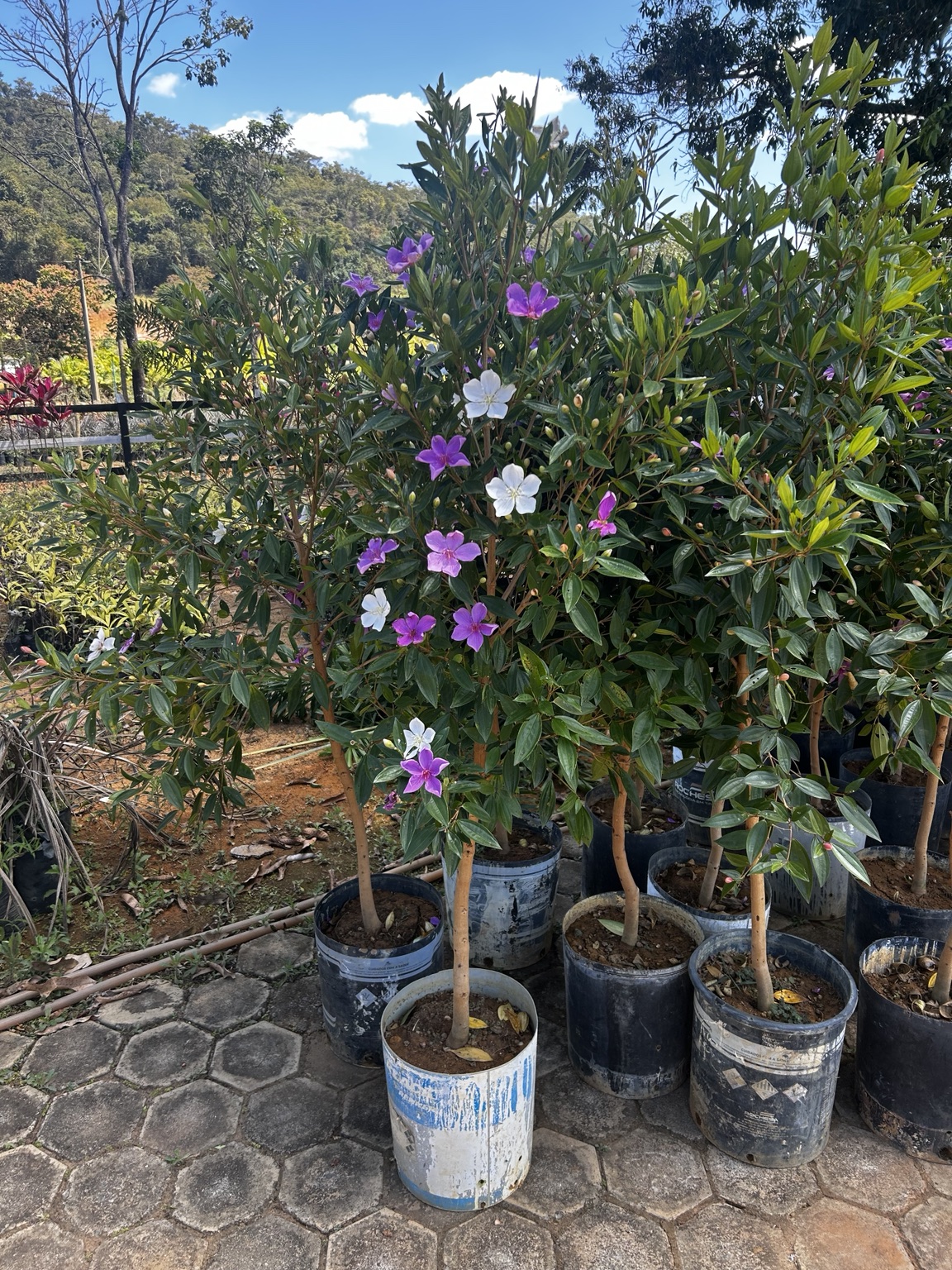 Plantas floridas no viveiro