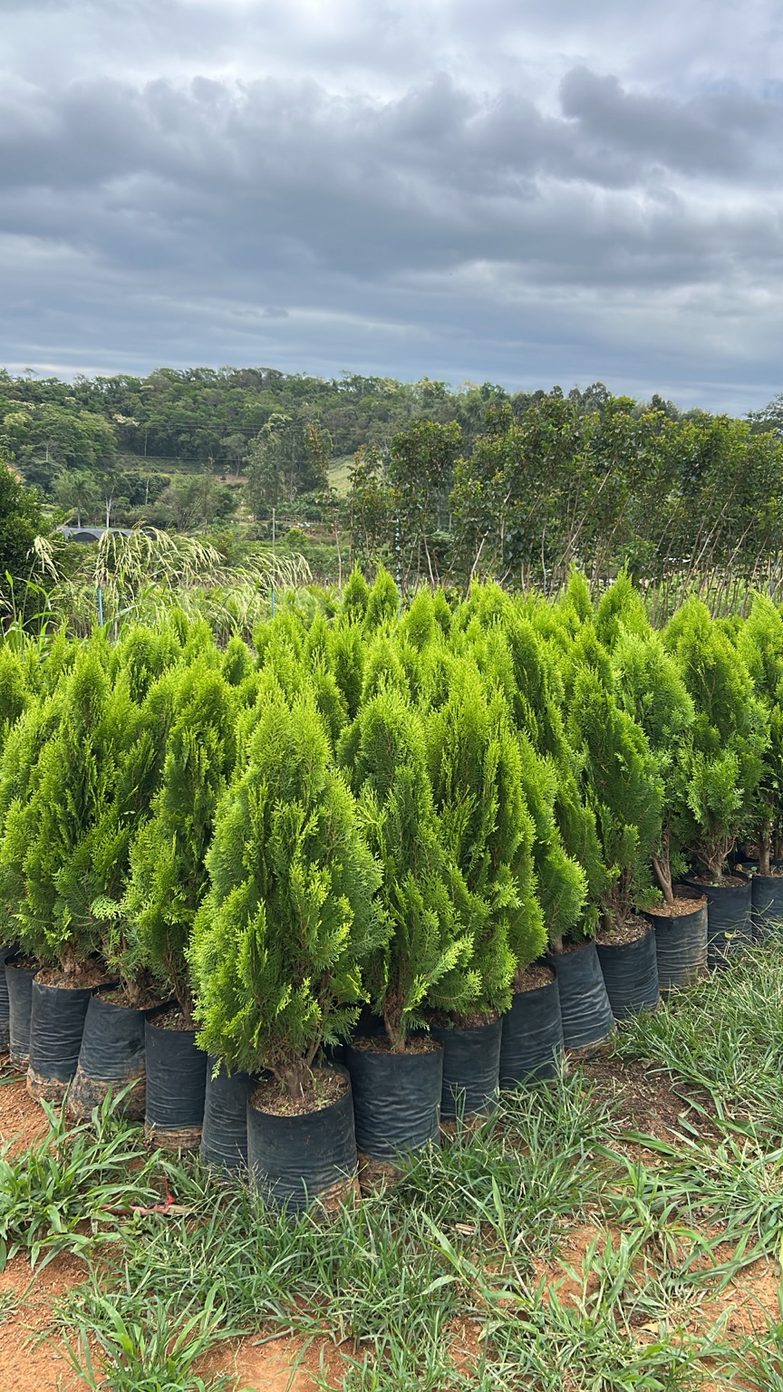 Tuias prontas para plantio