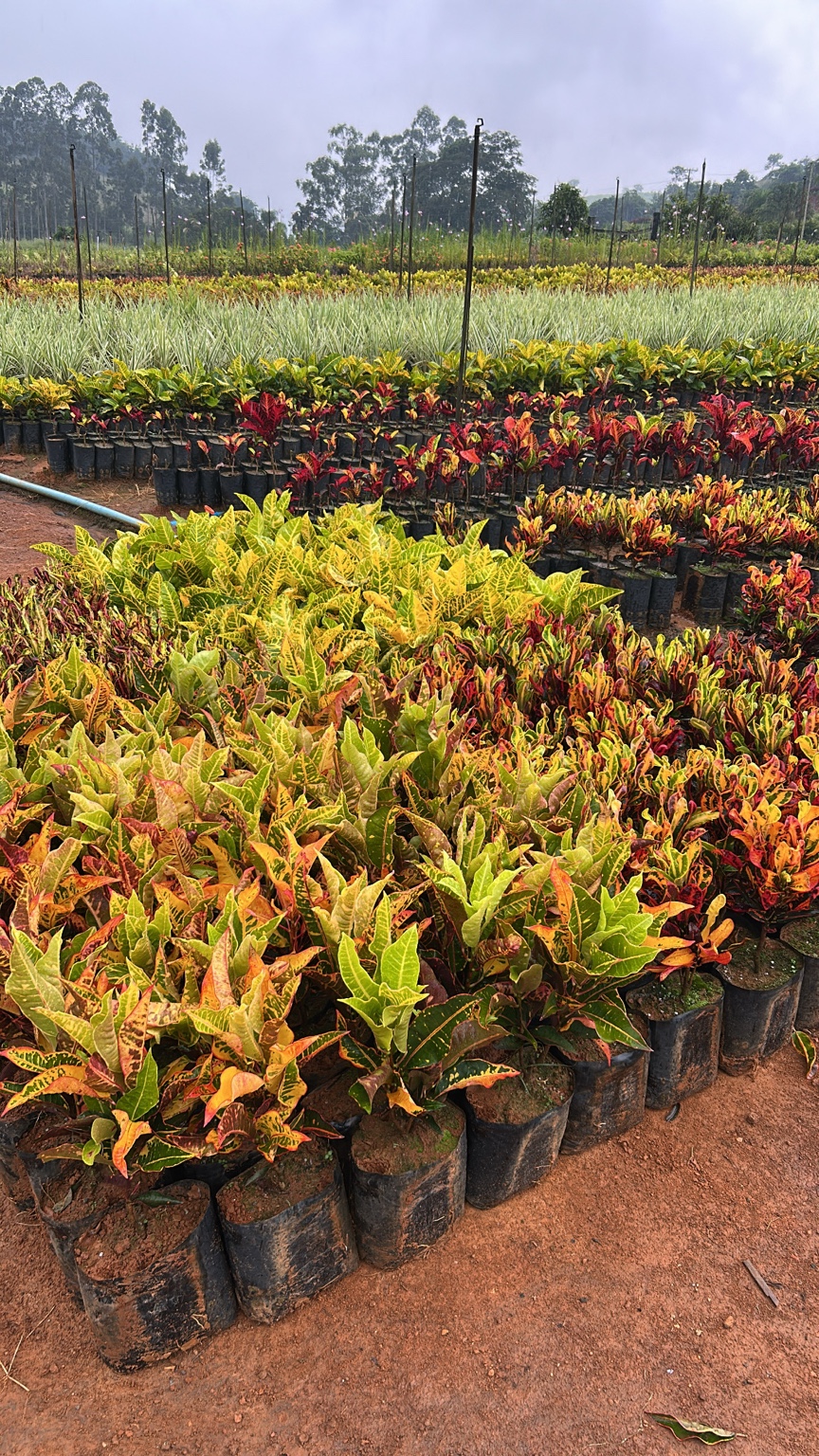 Crotons ornamentais