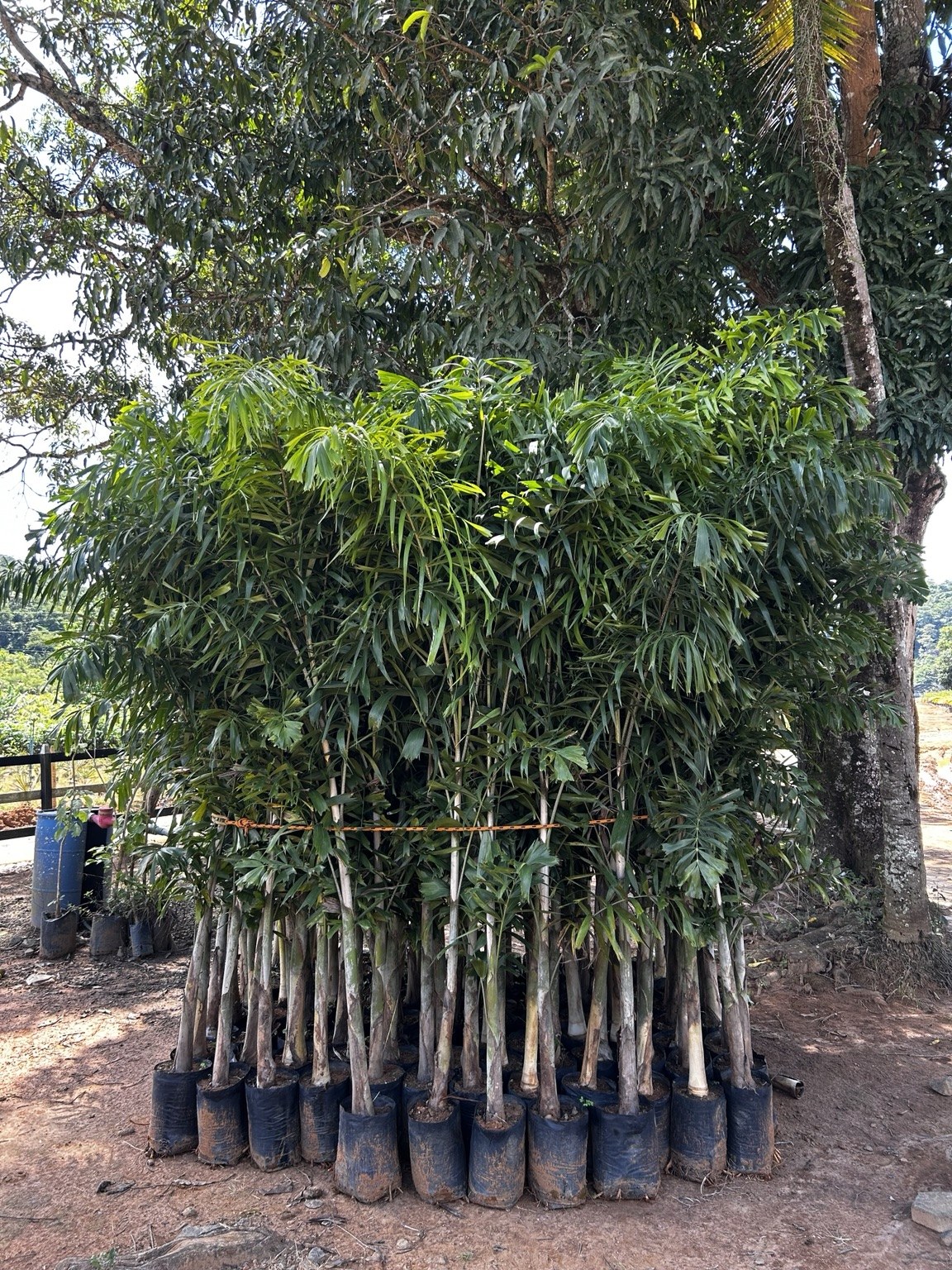 Podocarpos produzidos no Sítio Fortaleza